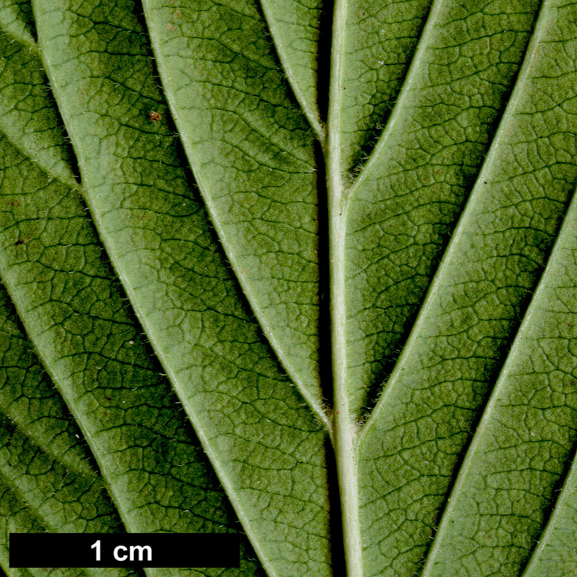 High resolution image: Family: Adoxaceae - Genus: Viburnum - Taxon: ×bodnantense - SpeciesSub: 'Dawn' (V.farreri × V.grandiflorum)